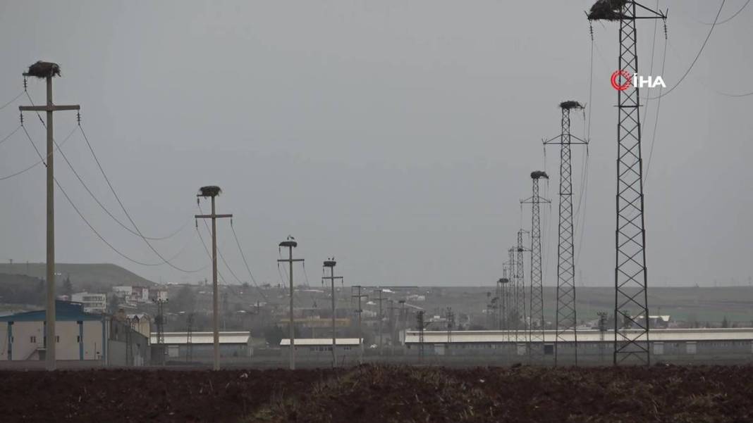 O kentte yüksek gerilim hattı direklerinde şoke eden görüntüler! 5 bin kilometre yoldan geldiler 22